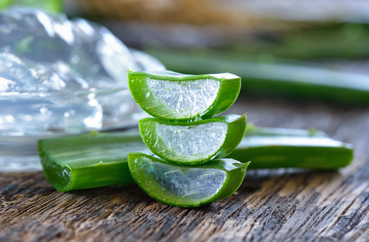 Aloe Vera