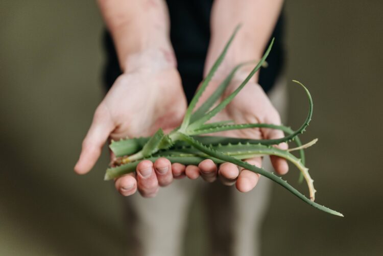 Aloe Vera