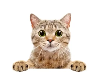 Kedi