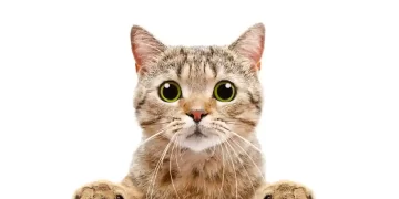 Kedi