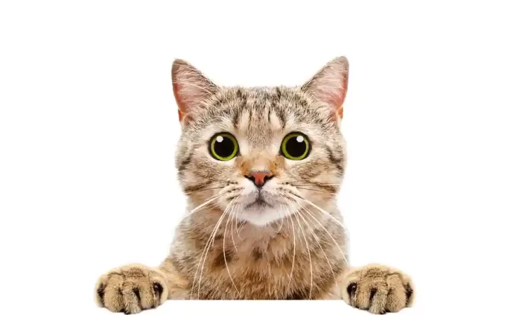 Kedi