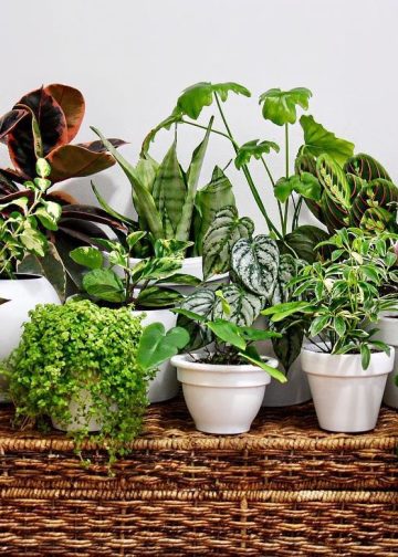 Evinizdeki havayı temizleyecek 10 iç mekan bitki önerisi