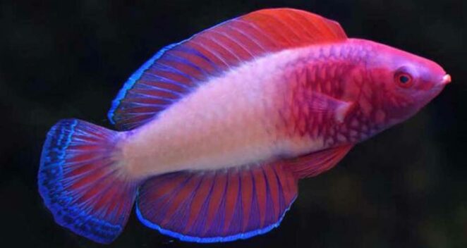 erkeğe dönüşen balık