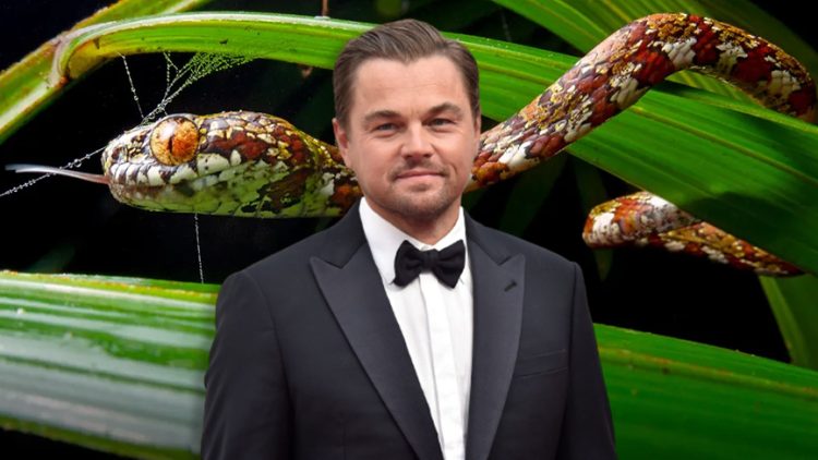 Leonardo DiCaprio yeni keşfedilen yılan türüne annesinin adını verdi!