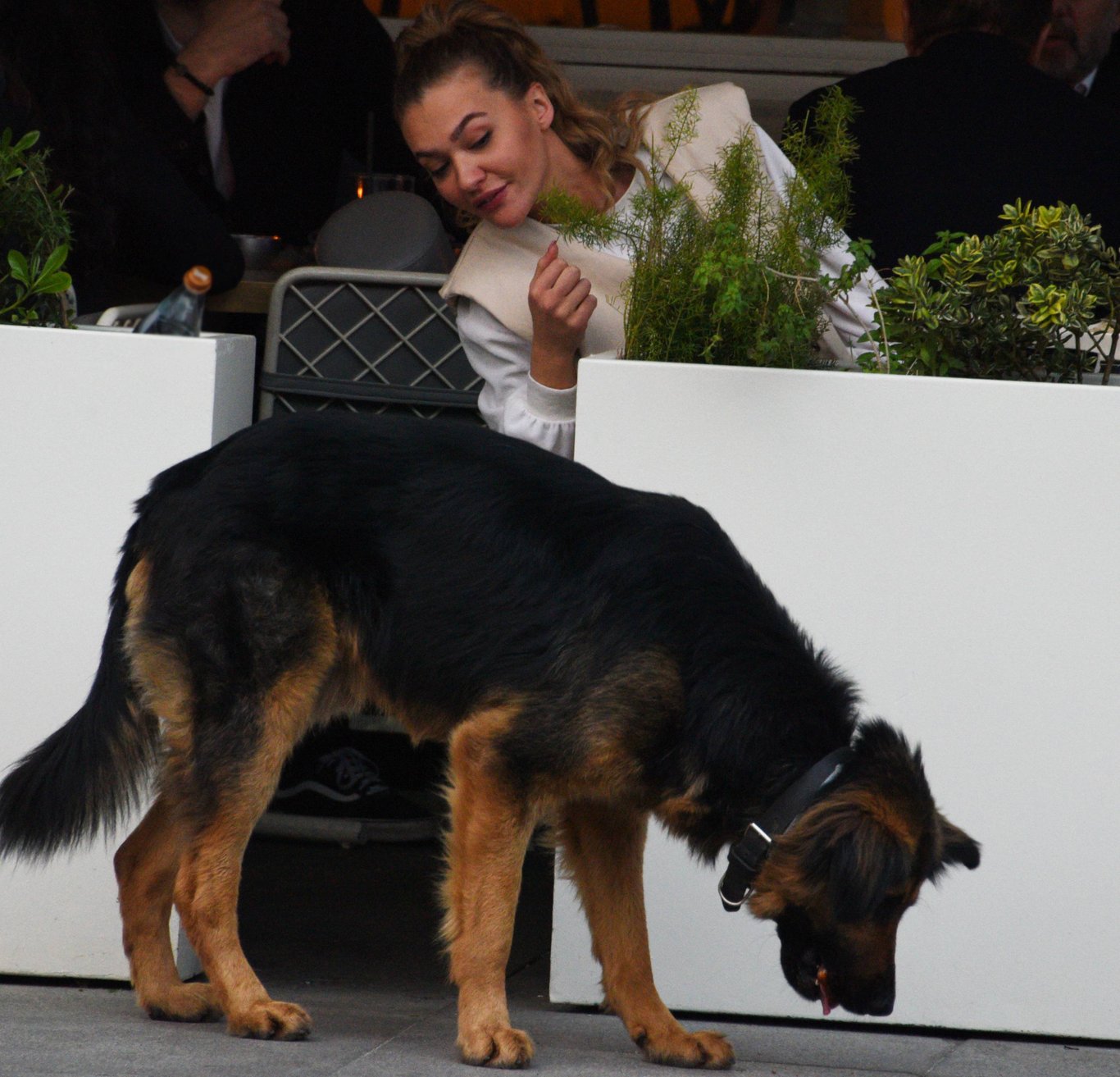 Melisa Döngel elleriyle sokak köpeğini besledi
