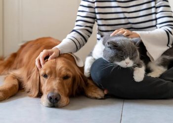 Evcil hayvan bakımı: Mutlu ve sağlıklı bir arkadaş için ipuçları