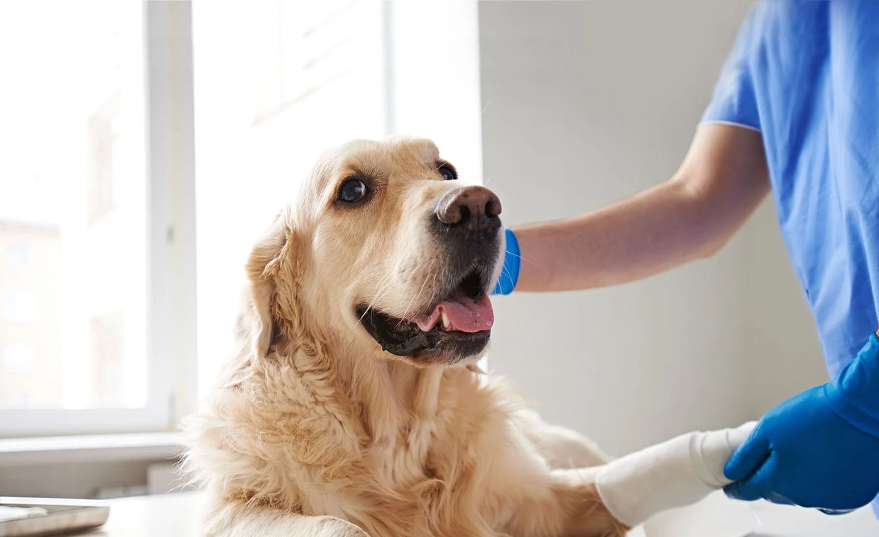 Evcil hayvan bakımı: Mutlu ve sağlıklı bir arkadaş için ipuçları 