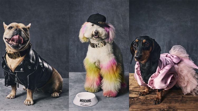 İkonik köpekler Moschino giyer